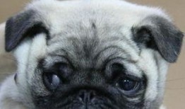 巴哥最新爆料视频播放量,揭秘背后惊人真相！